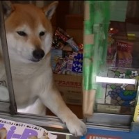 shiba