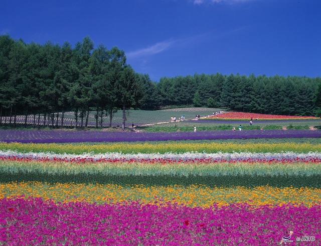 furano-flowers-sm